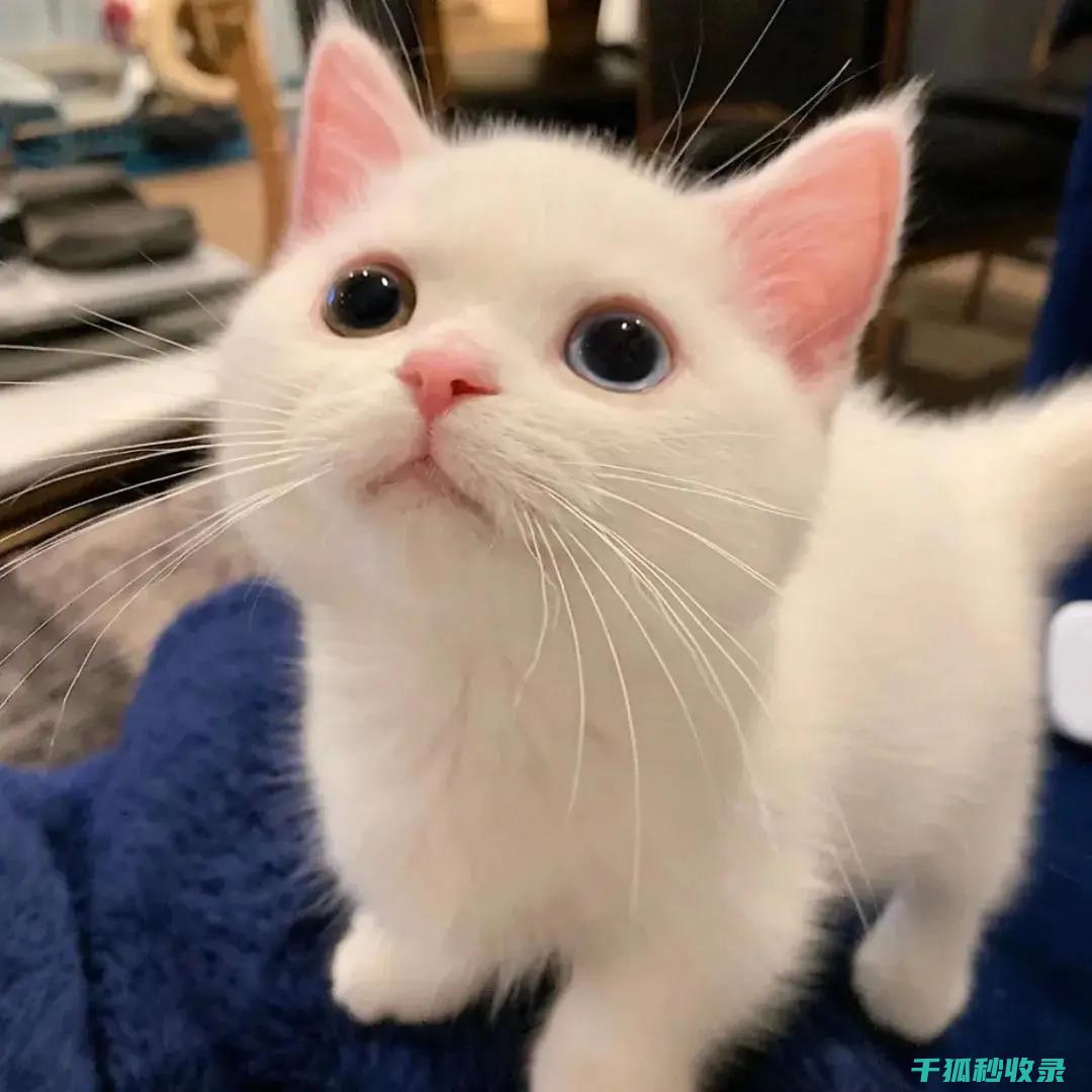 猫咪应激反应：如何通过舒适的环境减轻压力 (猫咪应激反应的表现)
