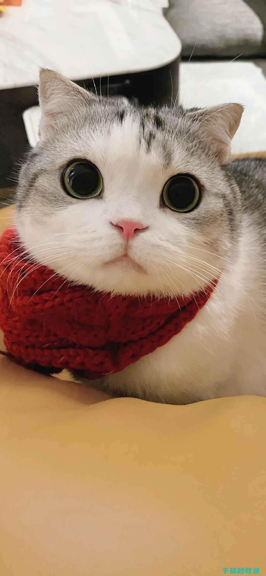 猫咪应激反应：如何通过增加户外活动频率改善情绪 (猫咪应激反应的表现)