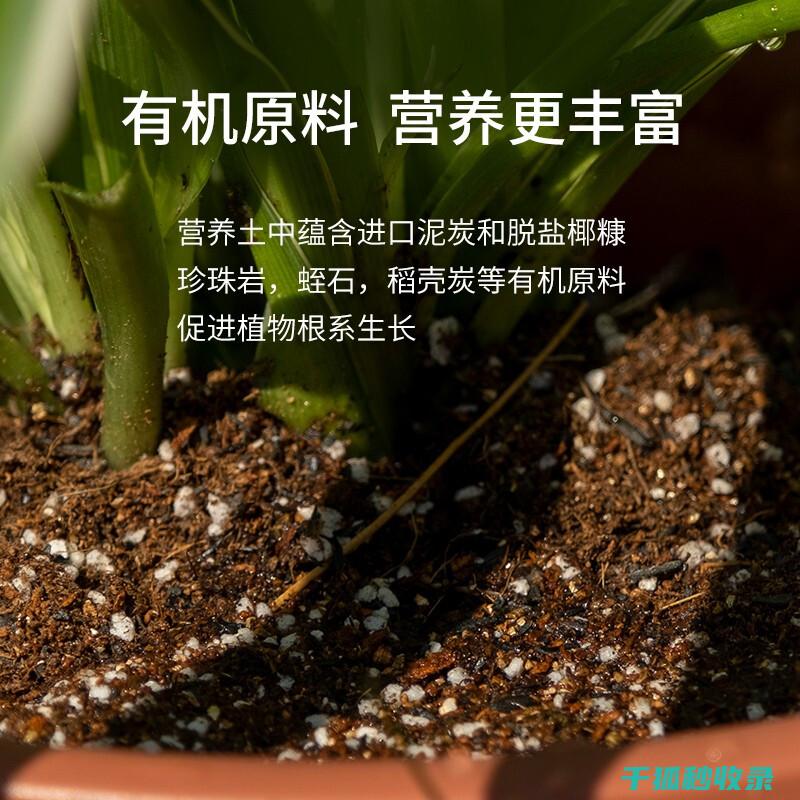 盆栽土壤配比：新手必看：如何调配适合的土壤 (盆栽土壤配比方法)