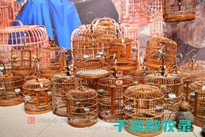 鸟笼清洁指南：保持宠物鸟舒适生活环境的关键步骤 (鸟笼清洁指南图片)